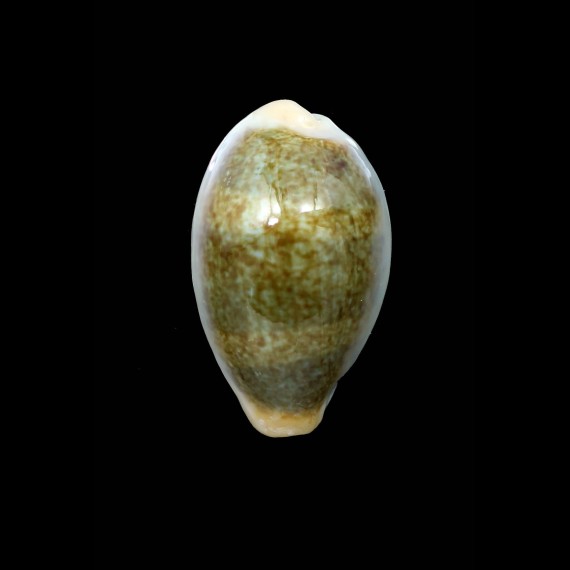 ovum palauensis RARE