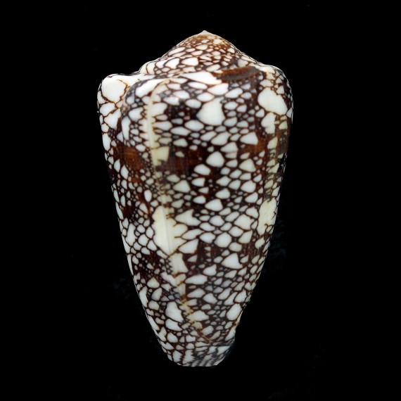 quasimagnificus 61,7mm
