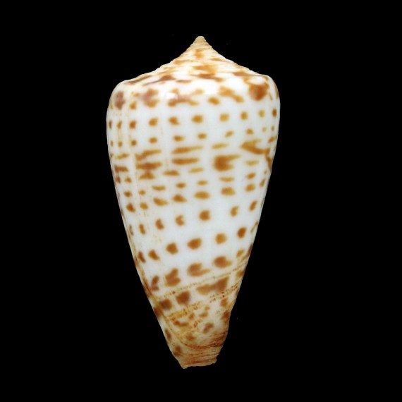 jickelii41,5mm