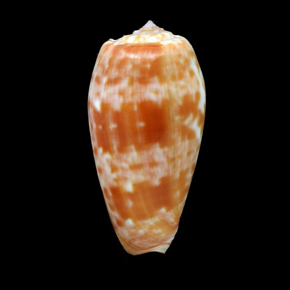bullatus pongo 59,1mm