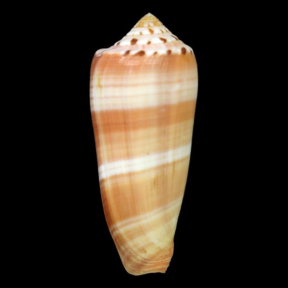 circumcisus brazieri 95,0mm