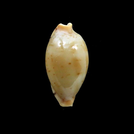 martini superstes 18,5mm big