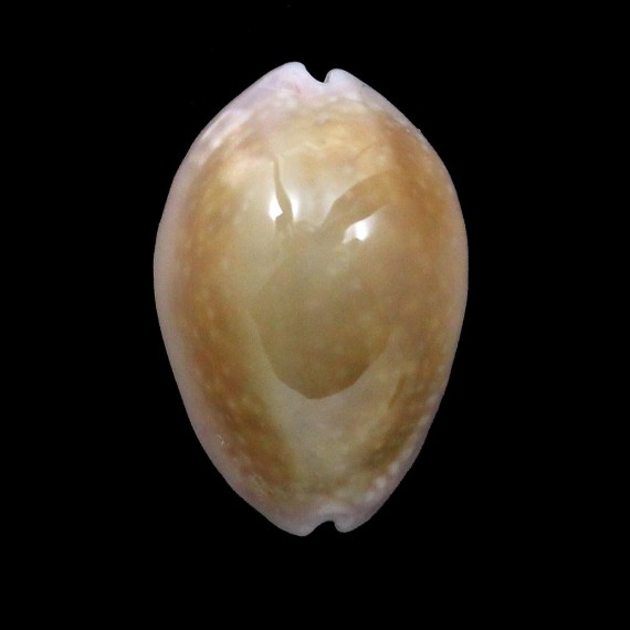 poraria 23,5mm ROSTRATE