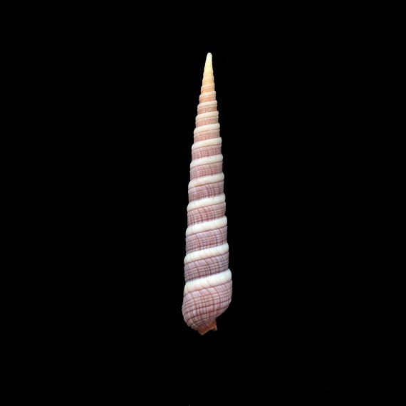 knudseni 39,9mm