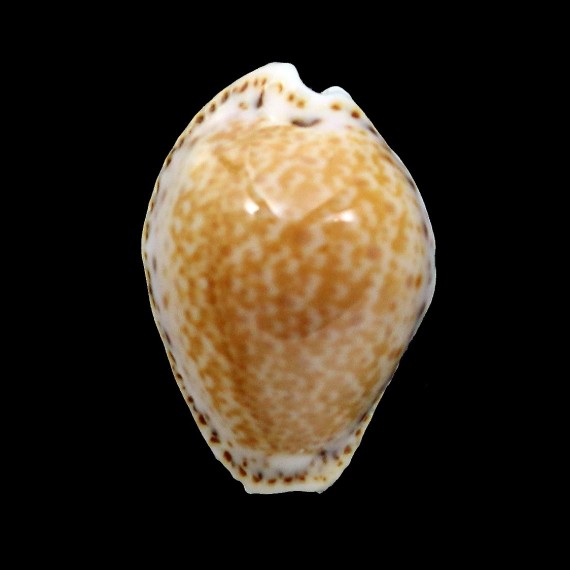 acicularis 25,7mm