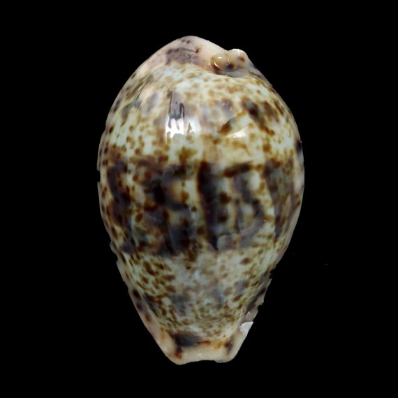 lentiginosa dancalica 31,6mm SUPERB