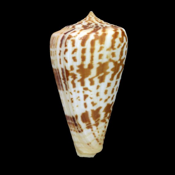 inscriptus 65,3mm SP