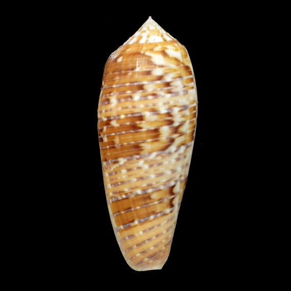 dusaveli 86,1mm