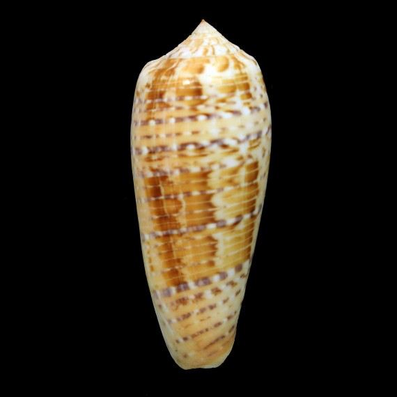 dusaveli 90,5mm GIANT