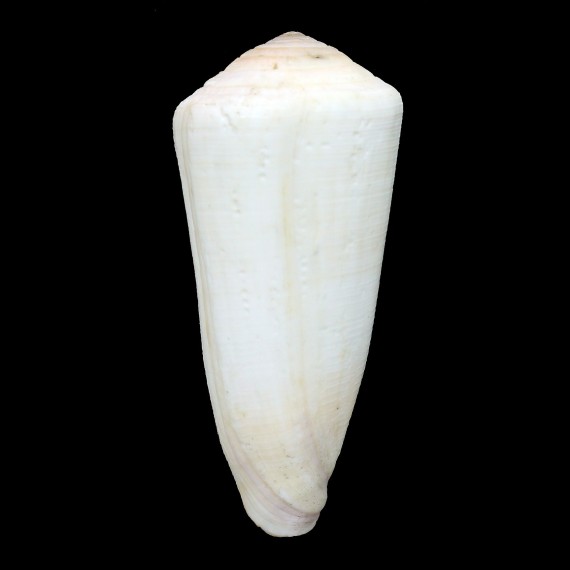 terebra thomasi 99,5mm BIG