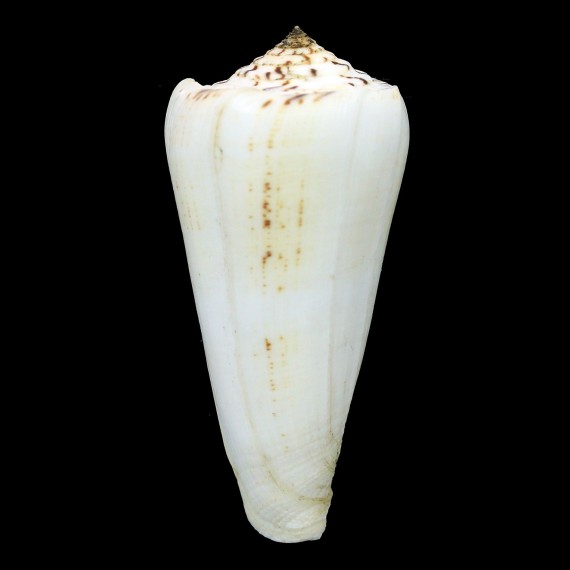 magus raphanus 91,7mm BIG