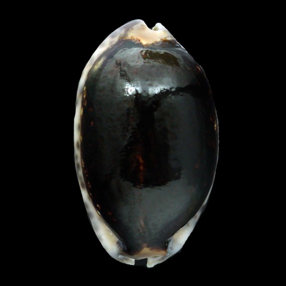 arabica 56,4mm NIGER