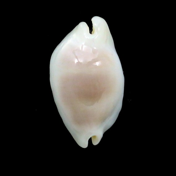 clandestina 20,1mm ROSTRATE