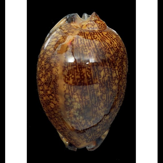 arabica 86,7mm RUSTY