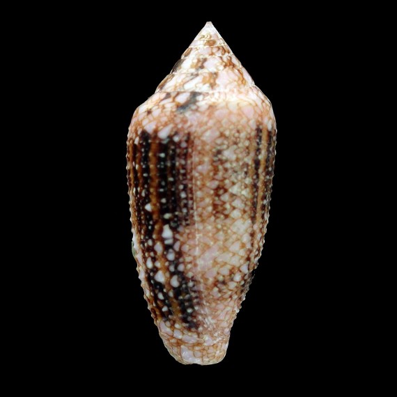 legatus 42,4mm GRANULATED