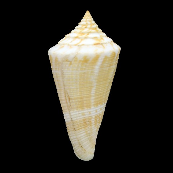 garciai 66,2mm GIANT