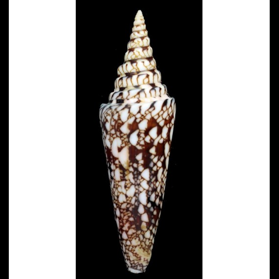 milneedwardsi 120,1mm MOZAMBIC