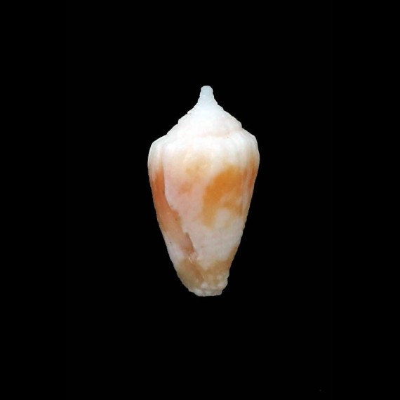 lecourtorum 12,0mm RARE