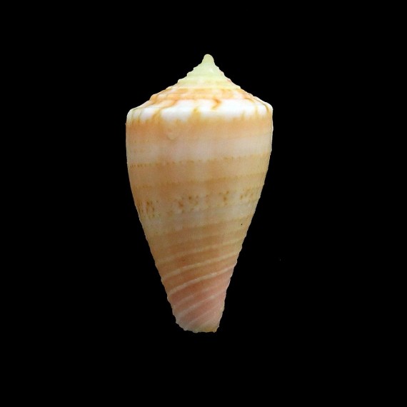 cidaris 19,6mm RARE