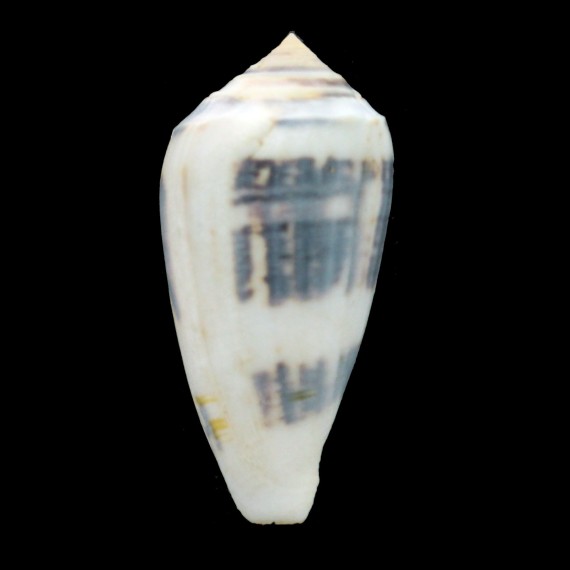 victoriae 68,7mm