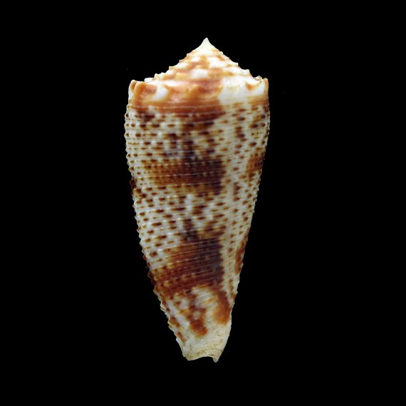 moluccensis stainforthi 43,0mm