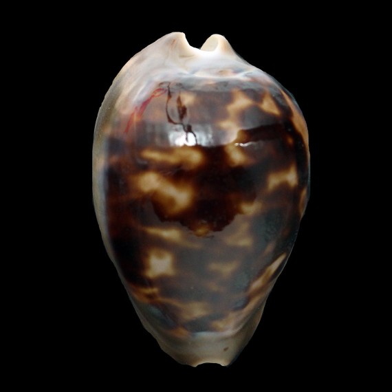 venusta episema 59,8mm DARK
