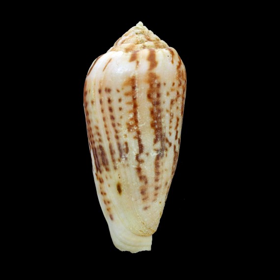 mozambicus 65,6mm