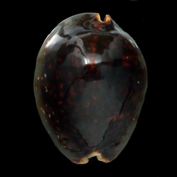 mauritiana 91,5mm NR
