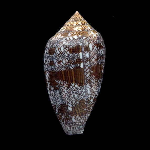 archiepiscopus 58,2mm
