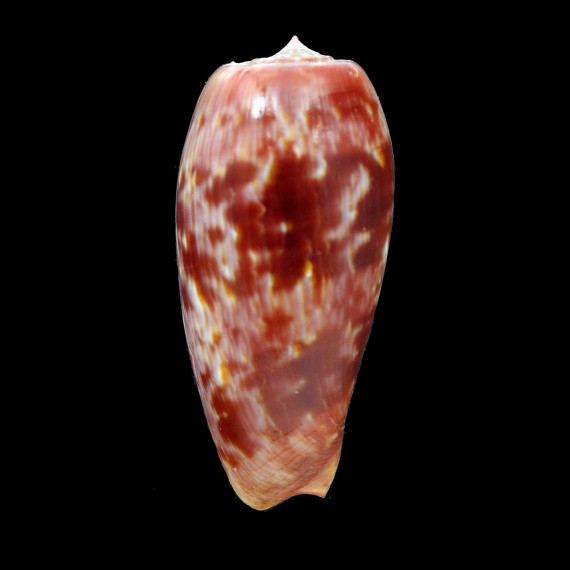 bullatus pongo 59,8mm