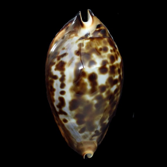 friendii 81,4mm