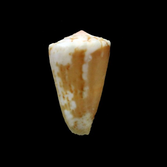 magenalicus 23,7mm BIG