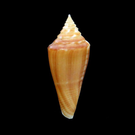 scalaris 36,7mm RARE