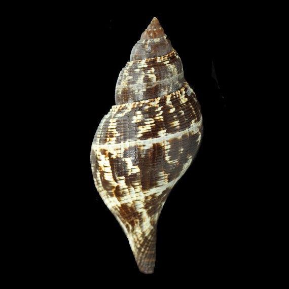 tulipa 158,0mm