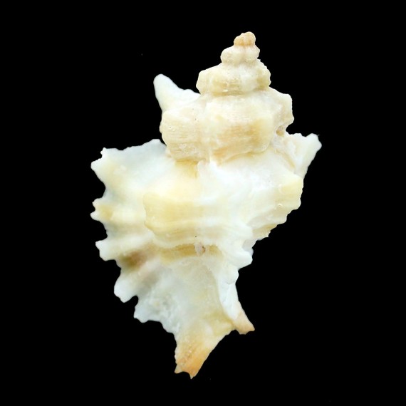 erythrostoma 38,3mm