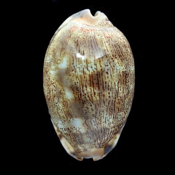 arabica 76,0mm MAURITIUS