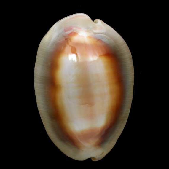 ventriculus 57,5mm