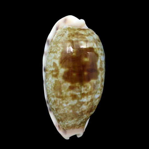 teres panamensis 31,1mm