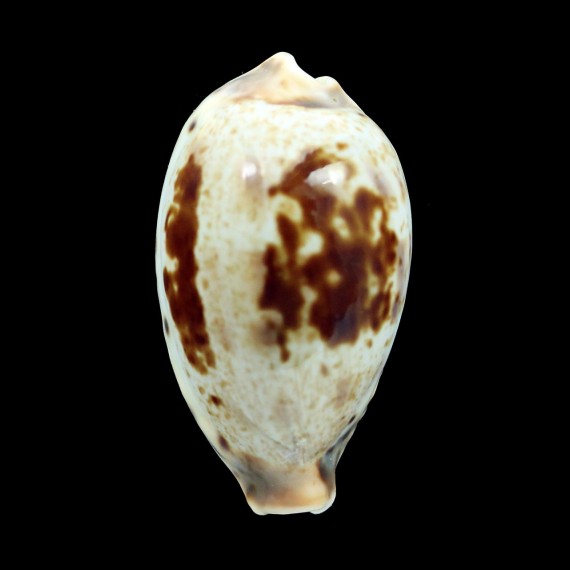 pulchella novaebritanniae 43,9mm