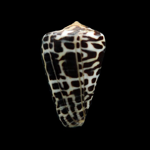 eburneus polyglotta 36,6mm