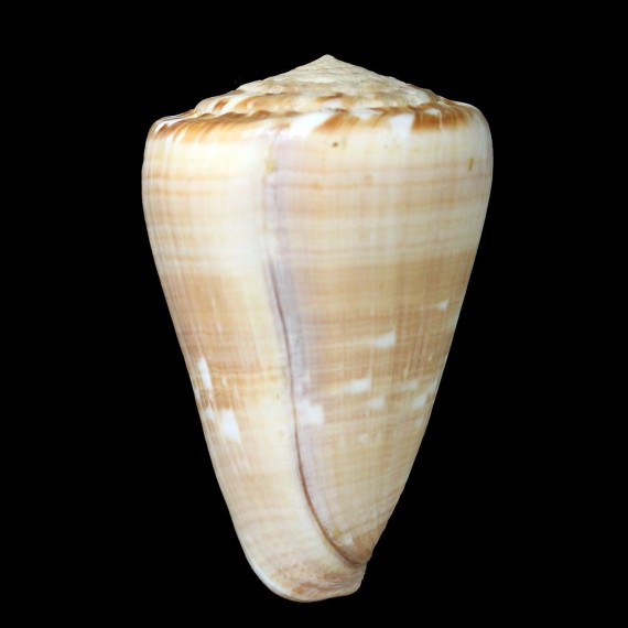 venulatus 62,6mm BIG