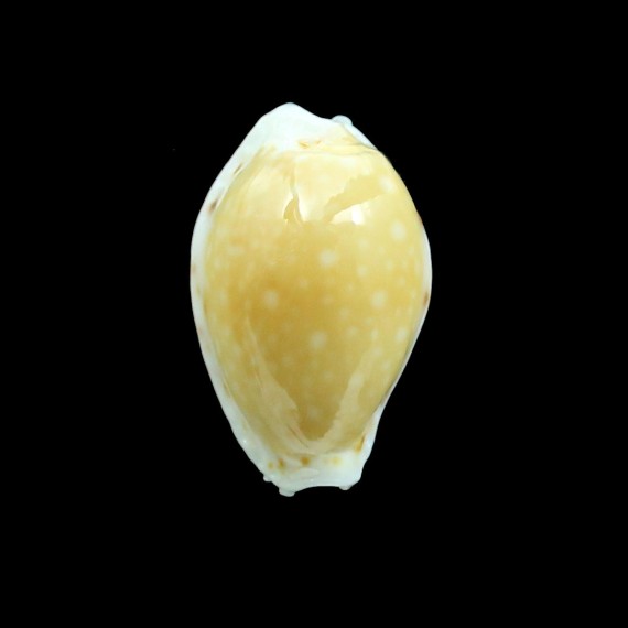 cernica ogasawarensis 17,7mm