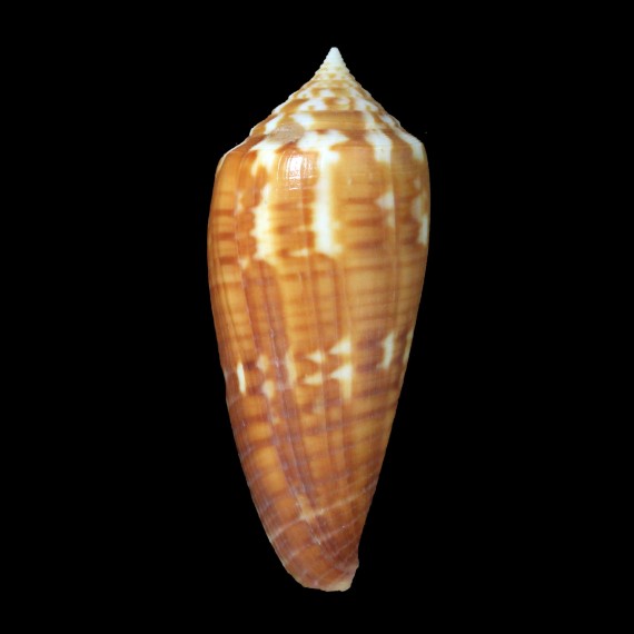 lynceus 62,7mm