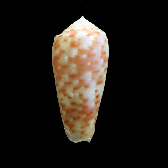 timorensis 38,3mm