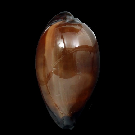 exusta 73,3mm
