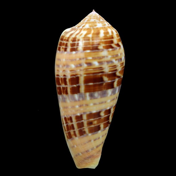 dusaveli 75,3mm