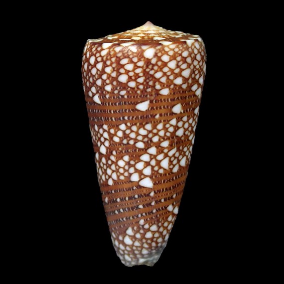 nobilis skinneri 54,4mm