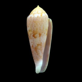 richardsae 34,8mm