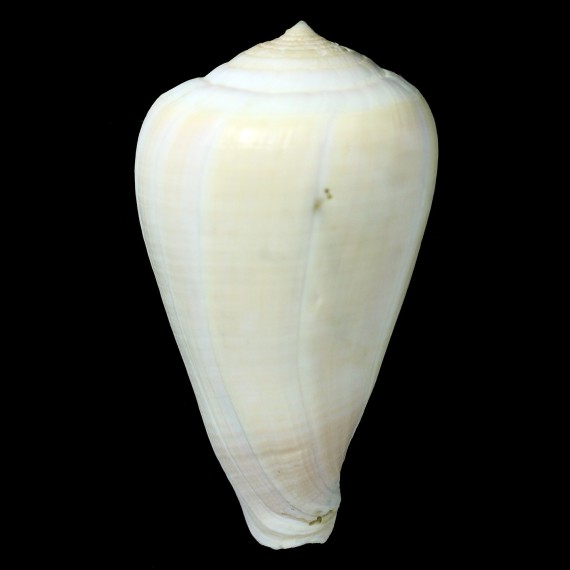 patricius 117,8mm MONSTER
