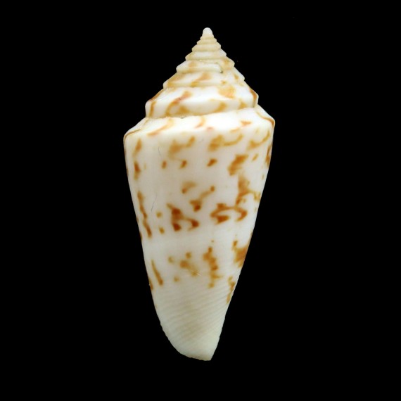 tostesi 36,0mm